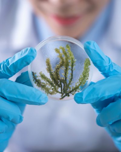person-holding-container-with-seaweed-2280568 Babu RAm Chandra College of Pharmacy